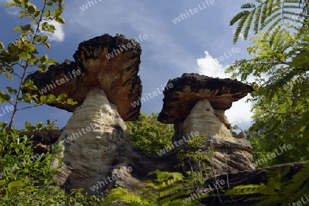 Die Landschaft und Pilzfoermigen Steinformationen im Pha Taem Nationalpark in der Umgebung von Ubon Ratchathani im nordosten von Thailand in Suedostasien.