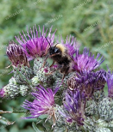 Hummel auf Distel II