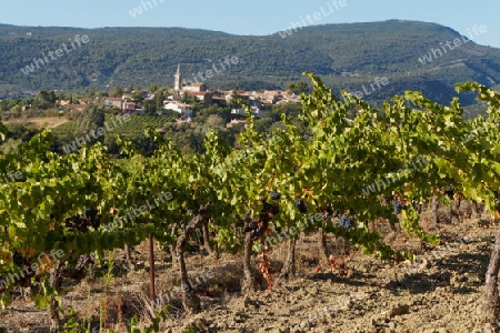 Weinreben Provence