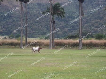 El LLano (Venezuela)