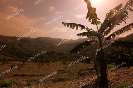 Die Landschaft beim Bergdorf Mae Salong in der Huegellandschaft noerdlich von Chiang Rai in der Provinz Chiang Rai im Norden von Thailand in Suedostasien.