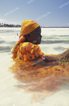 Eine Frau arbeitet auf ihrer Seegras Plantage an der Ostkuester der Insel Zanzibar oestlich von Tansania im Indischen Ozean.