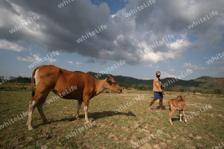 Ein Bauer mit seinem Vieh beim Bergdorf Aileu suedlich von Dili in  Ost Timor auf der in zwei getrennten Insel Timor in Asien