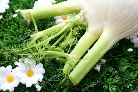 Fenchel