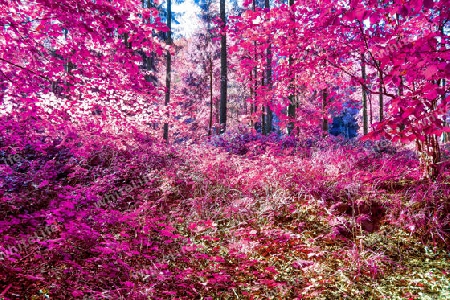 Beautiful pink and purple infrared panorama of a countryside landscape with a blue sky.