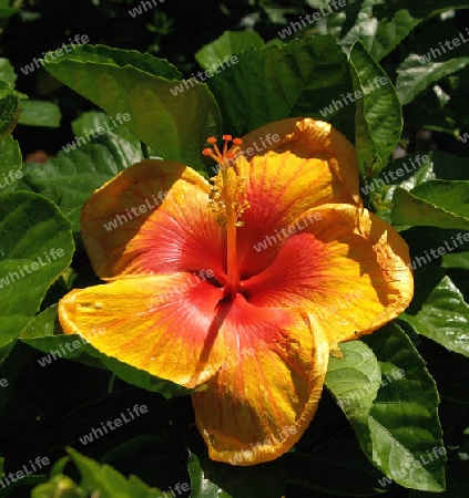 hibiscus bl?te