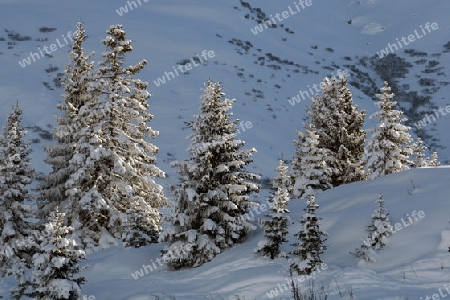 Fichten im Schnee