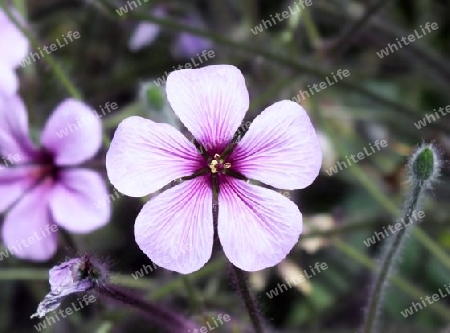 Blumen, Pflanzen, Garten, Farbe, Landschaft, Deutschland