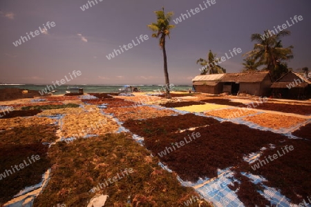 Die Ernte in der Seegrass Plantage auf der Insel Nusa Lembongan der Nachbarinsel von Bali, Indonesien.