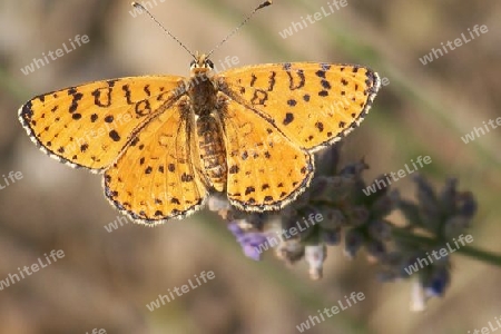 Schmetterling