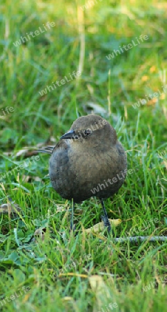 Vogel im Garten