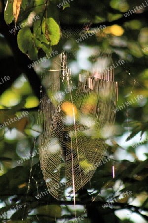 spinnennetz im sommer