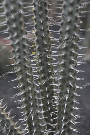 The Cactus Garden in the village of Guatiza on the Island of Lanzarote on the Canary Islands of Spain in the Atlantic Ocean. on the Island of Lanzarote on the Canary Islands of Spain in the Atlantic Ocean.
