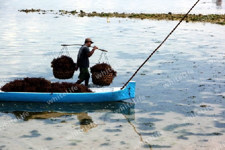 Die Ernte in der Seegrass Plantage auf der Insel Nusa Lembongan der Nachbarinsel von Bali, Indonesien.