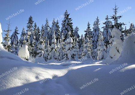 Winterwald