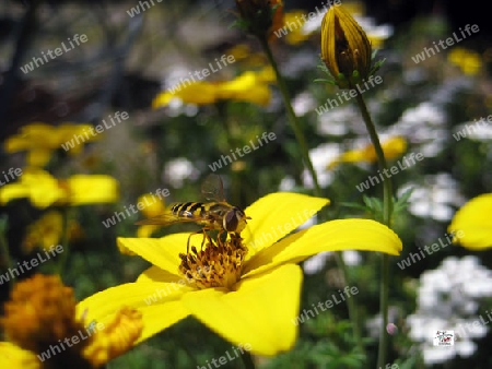 Insekt auf Blume