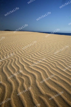 the Sanddunes of Corralejo in the north of the Island Fuerteventura on the Canary island of Spain in the Atlantic Ocean.