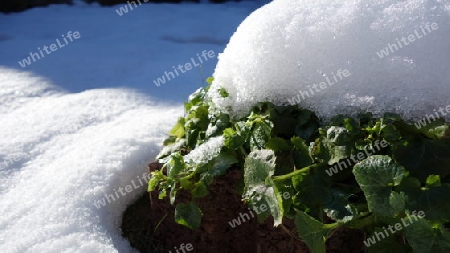 Pflanze im Schnee