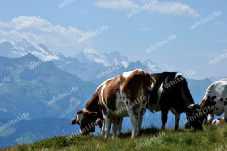 Schweizer Alpen 