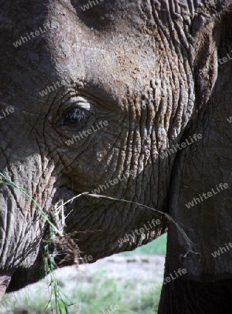 Elefant, in, Tsavo, Ost, Kenya, Kenia, Afrika