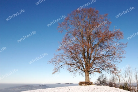 Winterlicher Baum ?ber Nebelmeer