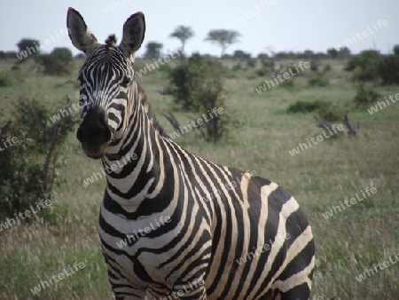 Zebra, in, Tsavo, Ost, Kenya, Kenia, Afrika