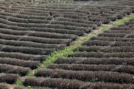 Die Landschaft mit Tee Plantagen beim Bergdorf Mae Salong in der Huegellandschaft noerdlich von Chiang Rai in der Provinz Chiang Rai im Norden von Thailand in Suedostasien.