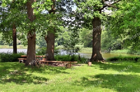 Beautiful view into a dense green forest with bright sunlight casting deep shadow.