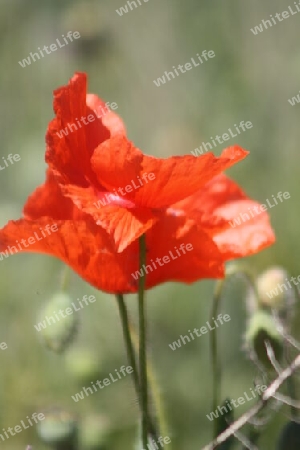 Wilder Mohn