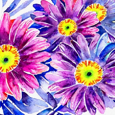 lila gerbera