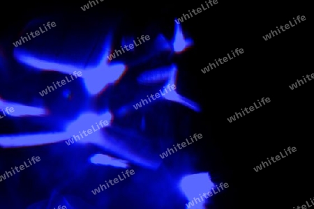 Lichtblick_Blaue V?gel_ia