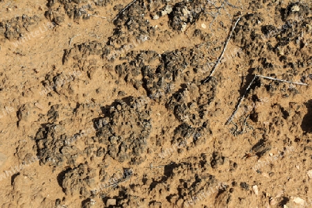 lebende, kryptobiotische Kruste, bestehend aus Algen (Cyanobakteria), Flechten, Schwaemmen, Schutz vor Errosion, Arches Nationalpark, Utah, USA