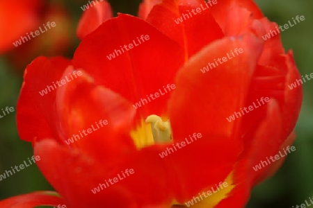 Tulpe