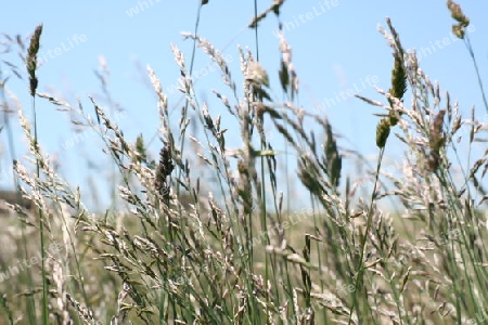 Gras im Wind