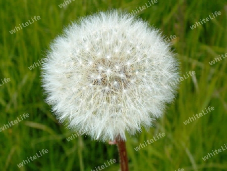 Pusteblume