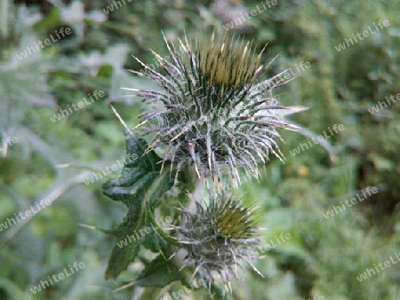 Distel vor der Blüte I