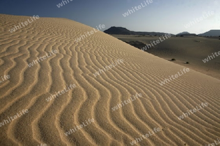 the Sanddunes of Corralejo in the north of the Island Fuerteventura on the Canary island of Spain in the Atlantic Ocean.