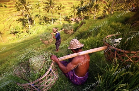 Asien, Suedost, Indonesien, Bali, Insel, Zentral Bali, Tegalalang, Reisterrassen, Arbeit, Work, Wirtschaft, Landwirtschaft, Alltag,    (Urs Flueeler) 