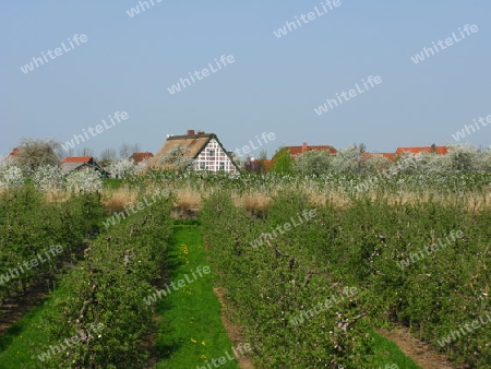 Altes Land im Frühling