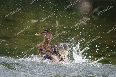 Stockente beim Baden