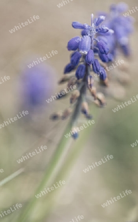 Blaue Wiesenblume