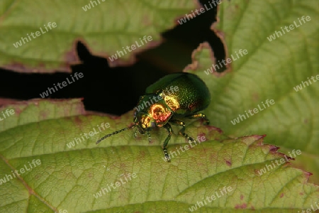 Prachtkaefer (Buprestidae) auf einem Blatt