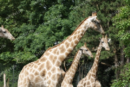 Giraffe - Giraffa camelopardalis