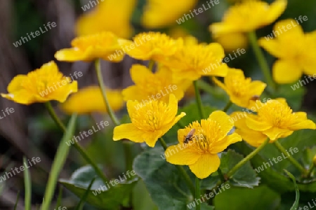 Sumpfdotterblume, Caltha palustris