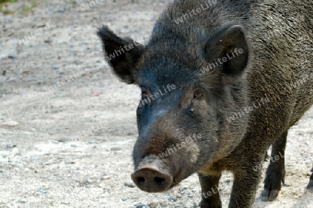 Wild Boar or Pig