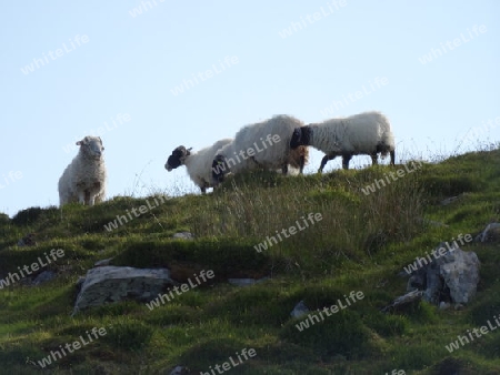 Sheep grazing