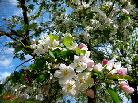 Apfelbaum in voller Bl?te