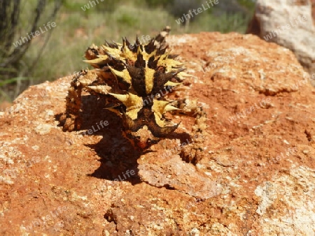 Outback, Australien