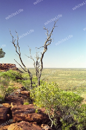 Baum im Kings Canyon