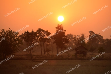 Die Landwirtschaft mit Reisfeldern im Winter bei Amnat Charoen im Isan im osten von Thailand,